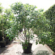 Broussonetia papyrifera 350-400 cm draadkluit meerstammig