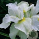 Iris sib. 'Harpswell Happiness' GM P9 BIO
