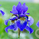 Iris sibirica GM P9 BIO