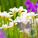 Iris sanguinea 'Snow Queen' GM P9 BIO