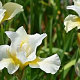 Iris sib. 'White Swirl' GM P9 BIO