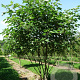 Broussonetia papyrifera 400-450 cm draadkluit meerstammig