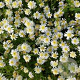 Kalimeris pinnatifida 'Hortensis' GM P9 BIO