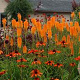 Kniphofia 'Mango Popsicle' GM P9 BIO