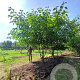 Broussonetia papyrifera 500-600 cm draadkluit meerstammig