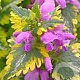 Lamium mac. 'Anne Greenaway' GM P9 BIO