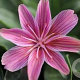 Lewisia 'Little Plum' GM P9 BIO