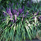 Liriope muscari 'Evergreen Giant' GM P9 BIO
