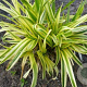 Liriope muscari 'Gold Banded' GM P9 BIO