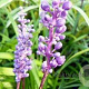 Liriope muscari 'Ingwersen' GM P9 BIO