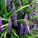 Liriope muscari 'Majestic' GM P9 BIO