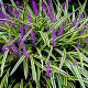 Liriope muscari 'Variegata' GM P9 BIO
