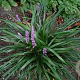 Liriope spicata GM P9 BIO