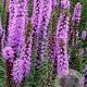 Liatris spicata 'Floristan Violett' GM P9 BIO