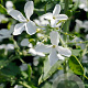 Lunaria annua 'Albiflora' GM P9 BIO