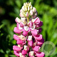 Lupinus 'The Chatelaine' GM P9 BIO