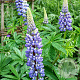 Lupinus 'The Governor' GM P9 BIO