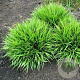 Luzula pilosa 'Igel' GM P9 BIO
