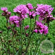 Lychnis alpina 'Rosea' GM P9 BIO