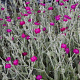 Lychnis coronaria 'Atrosanguinea' GM P9 BIO