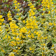 Lysimachia punctata 'Alexander' GM P9 BIO