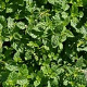 Mentha spicata 'Nigra' GM P9 BIO