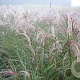 Miscanthus sin. 'Augustfeder' GM P9 BIO