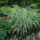 Miscanthus sin. 'Cosmopolitan' GM P9 BIO