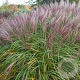Miscanthus sin. 'Flamingo' GM P9 BIO