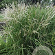 Miscanthus sin. 'Kleine Fontäne' GM P9 BIO