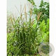 Miscanthus sin. 'Korea' GM P9 BIO