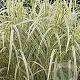 Miscanthus sin. 'Variegatus' GM P9 BIO