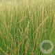 Molinia arund. 'Witches Broom' GM P9 BIO