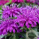 Monarda Balmy Lilac GM P9 BIO