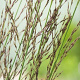 Molinia caerulea 'Carmarthen' GM P9 BIO