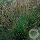 Molinia caerulea 'Overdam' GM P9 BIO