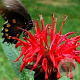 Monarda 'Panorama Red Shades' GM P9 BIO