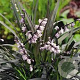 Ophiopogon plan. 'Niger' GM P9 BIO