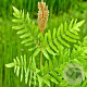 Osmunda regalis GM P9 BIO