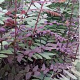 Osmunda regalis 'Purpurascens' GM P9 BIO
