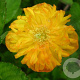 Papaver cambricum GM P9 BIO