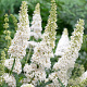 Buddleja d. 'White Profusion' 40-60 cm wortelgoed 2-jarig verplante stekken