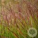 Panicum virgatum 'Oxblood Autumn' GM P9 BIO