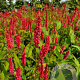 Persicaria a. 'JS Delgado Macho' GM P9 BIO