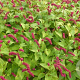 Persicaria amplexicaulis pendula GM P9 BIO