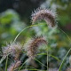 Pennisetum al. 'Weserbergland' GM P9 BIO
