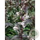 Penstemon digit. 'Husker Red' GM P9 BIO