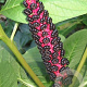 Phytolacca acinosa GM P9 BIO
