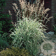 Phalaris arund. 'Feesey' GM P9 BIO