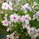 Phlox (S) 'Amazing Grace' GM P9 BIO